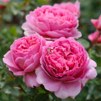Роза Принцесса Александра оф Кент | Princess Alexandra of Kent (Английская)(Контейнер 2л)(В наличии)