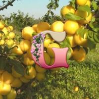 Алыча Злато скифов