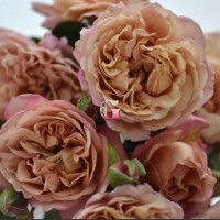 Роза Маррон | Rose Marron  ( Японская ) (Осень 2026 г.)