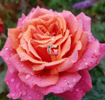 Роза Коппер Лайт | Сopper Light (чайно-гибридная) (Осень 2026 г.)