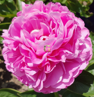 Пион Юлиска | Juliska (Травянистый)(Осень 2026 г)